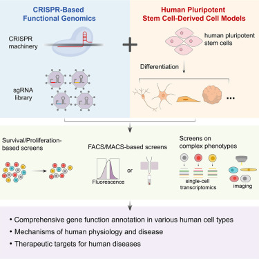 CRISPR-based functional genomics screening in human-pluripotent-stem-cell-derived cell types